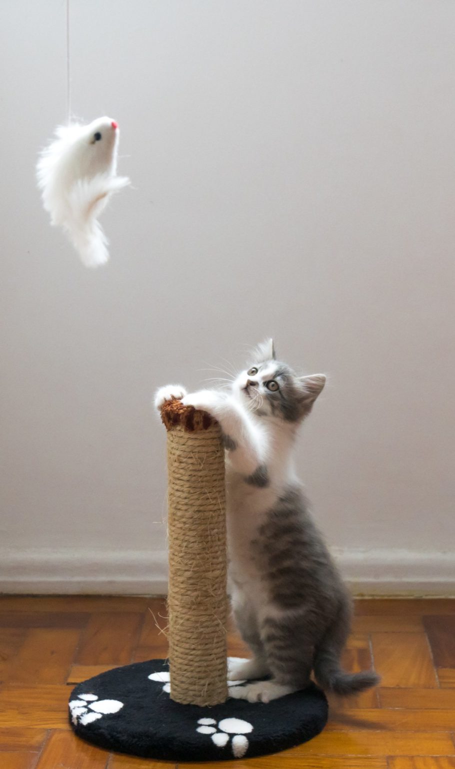 a cat playing with a cat toy